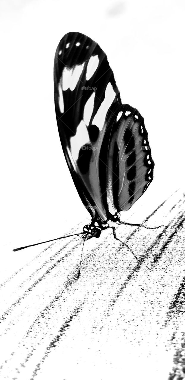 beautiful butterfly the lack of color does not turn off its beauty, gray and black tones make it dazzle