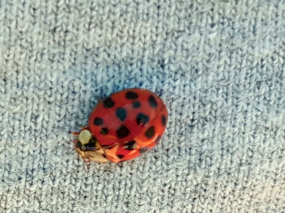 Lucky little lady bug! Thanks for landing on me. You made my day!