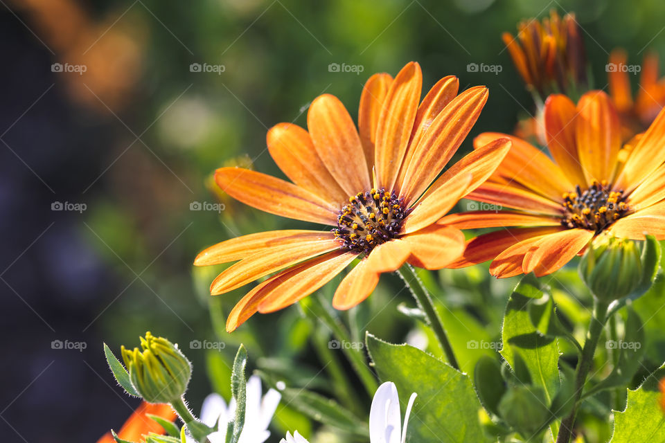 A close up portrait of an orange spanish daisy flower. standing in a garden inbetween others of its kind. the background is nice and soft.