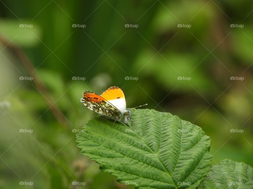 A moth on a leaf