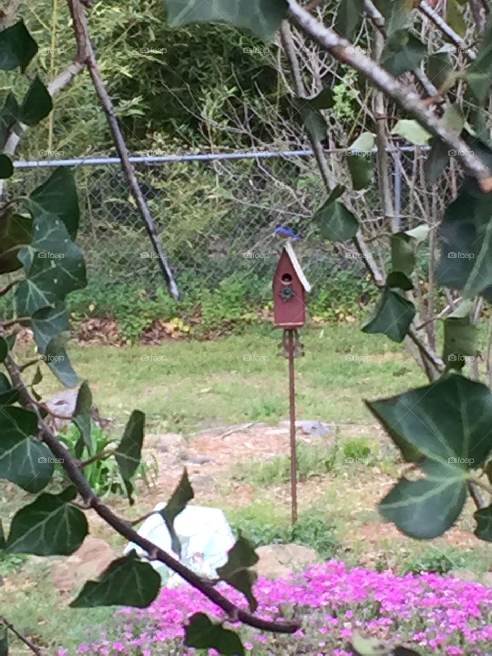 A View of a Birdhouse