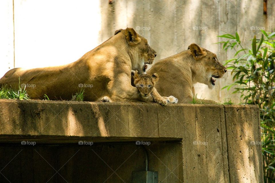 Lioness with Cub