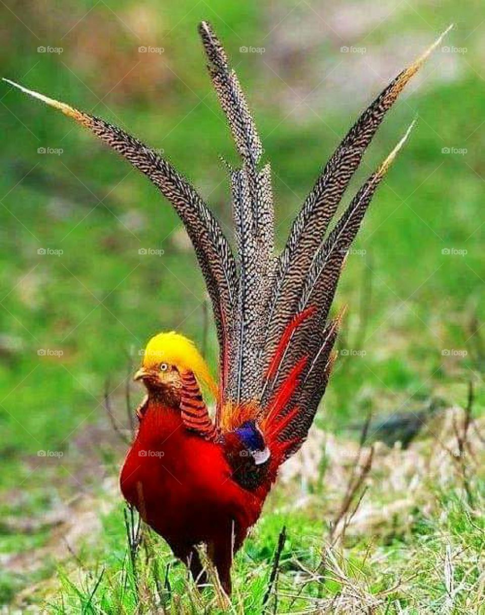 lindo pássaro vermelho