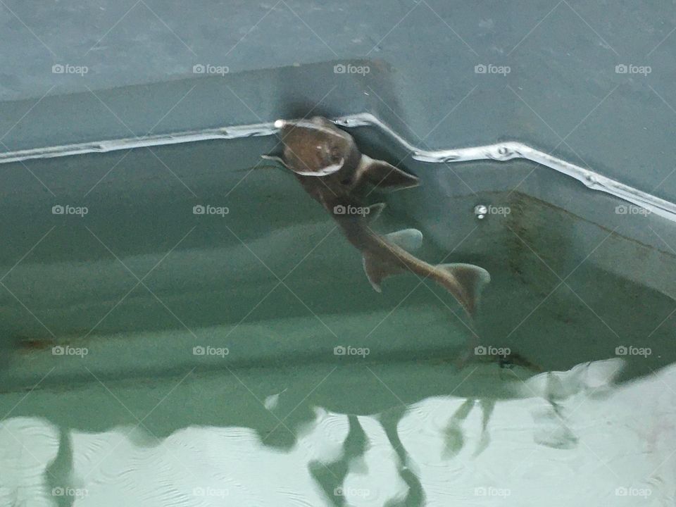 Fish come out of the water