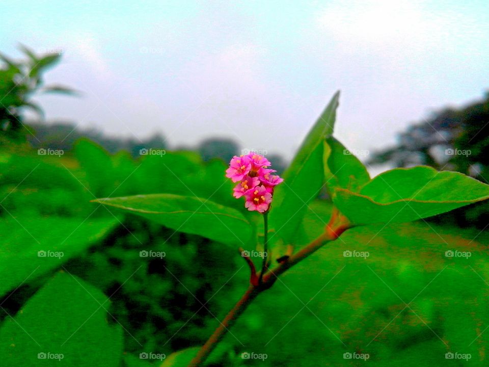 Nature, Leaf, Flora, Summer, Flower