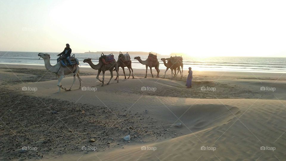 Beautiful caravan and trip near the beach at essaouira city in Morocco