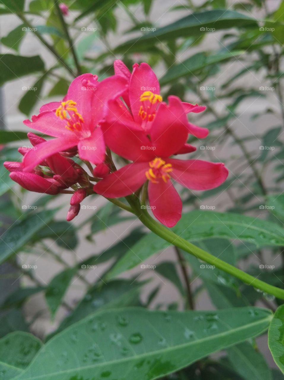 pink flower seasonal fresh shurb small size looks very beautiful generally found everywhere