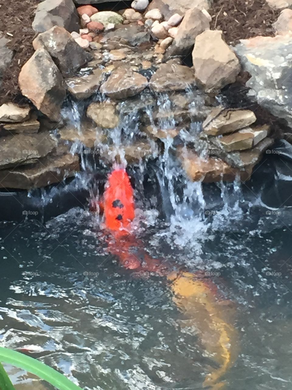 Koi in waterfall