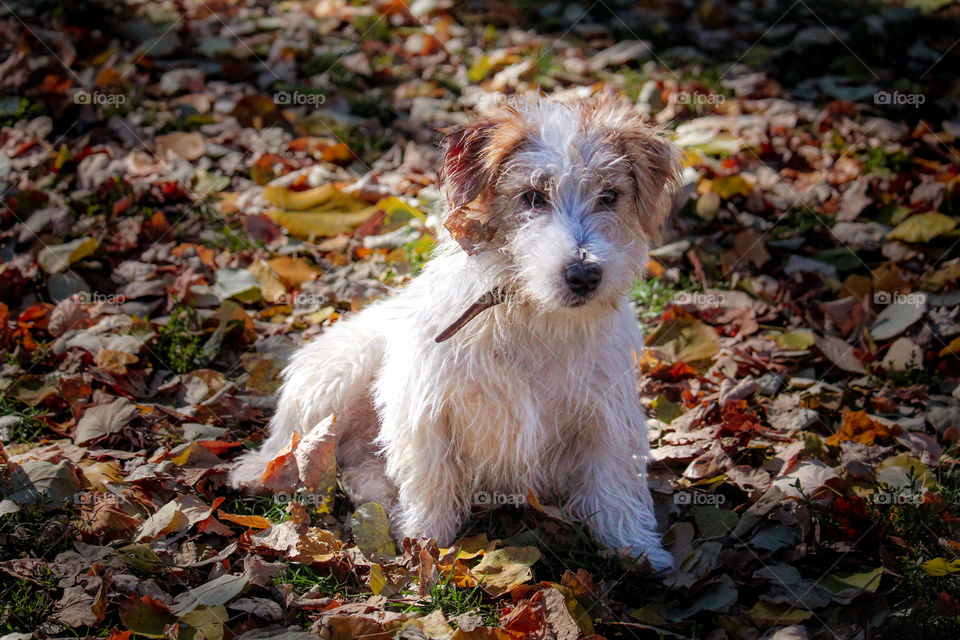 dog at the brown leaves in autumn