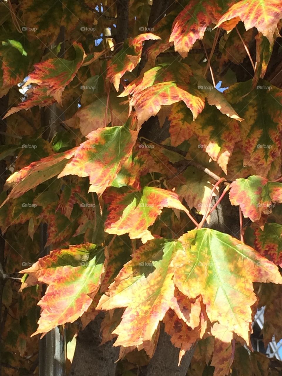 City Leaves