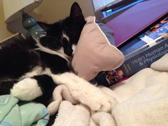 Smart kitty