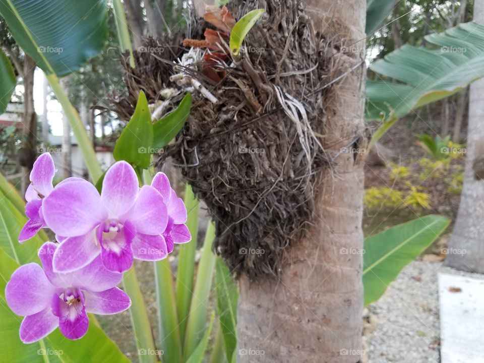 orchid blooming in full magenta pastel colors.