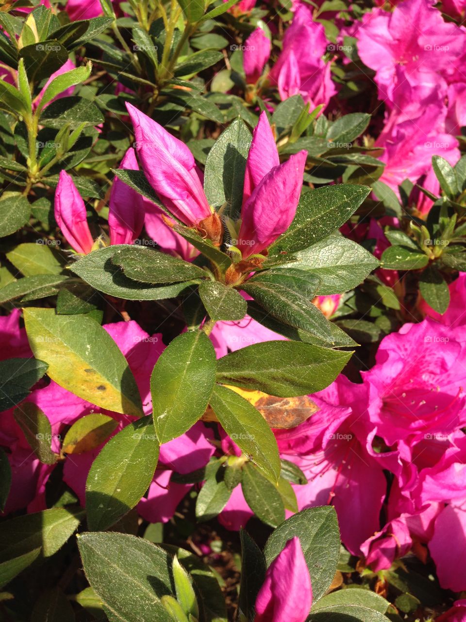 Spring azalea buds