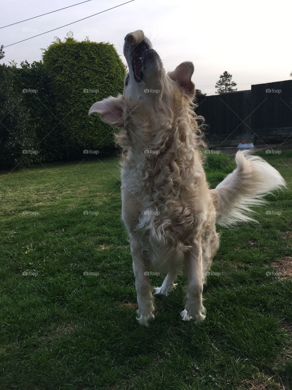 Nocas (Golden Retriever)