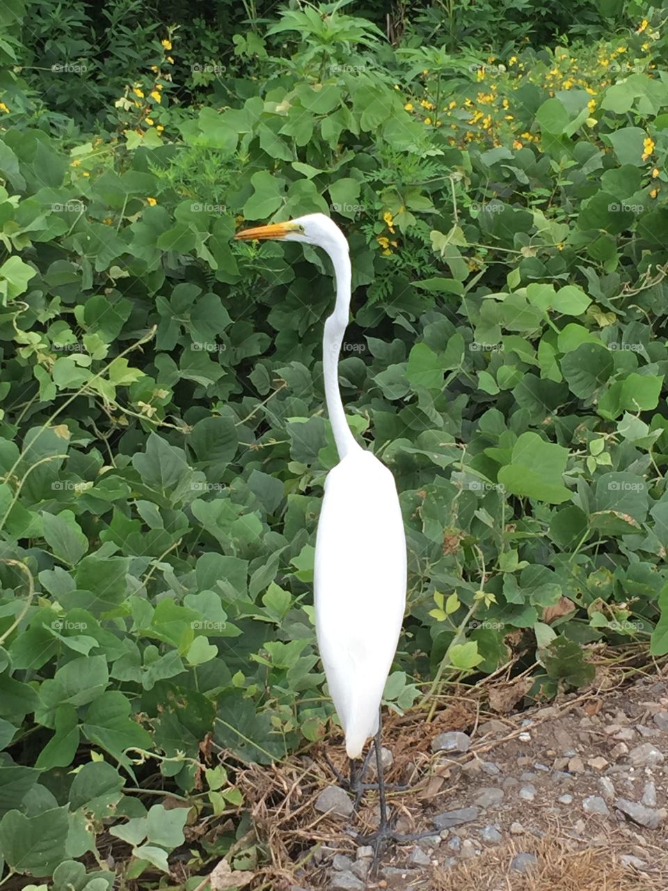 The Most Calm Heron I've Seen