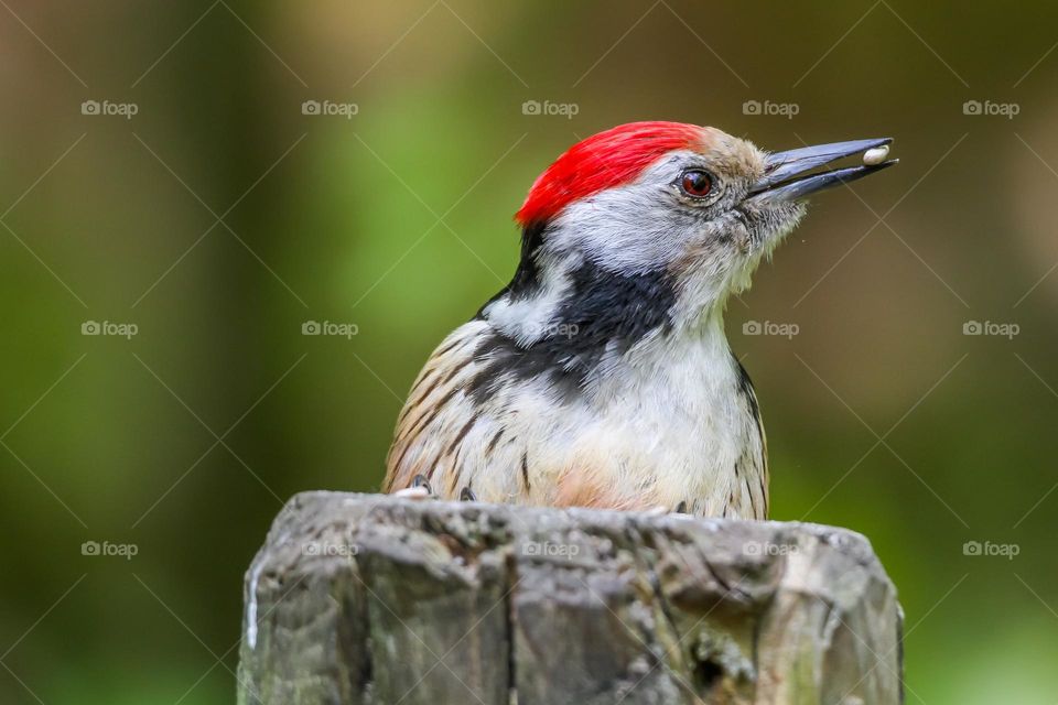 Woodpecker close-up on wood