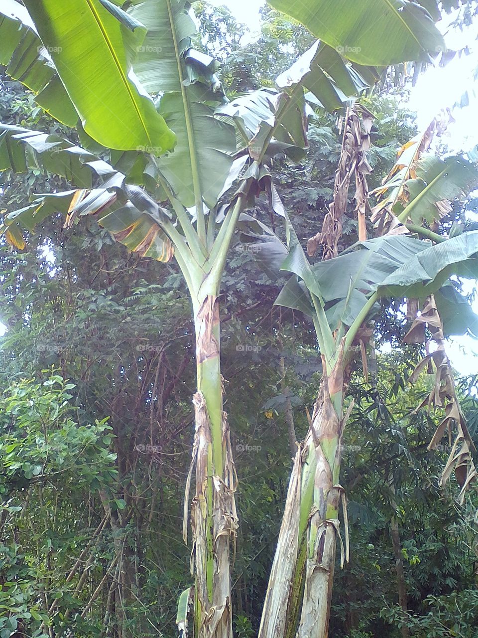 twice banana tree