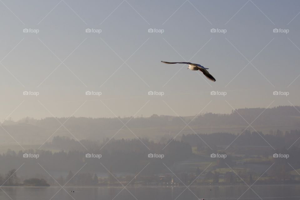 Seagull flying in a sky