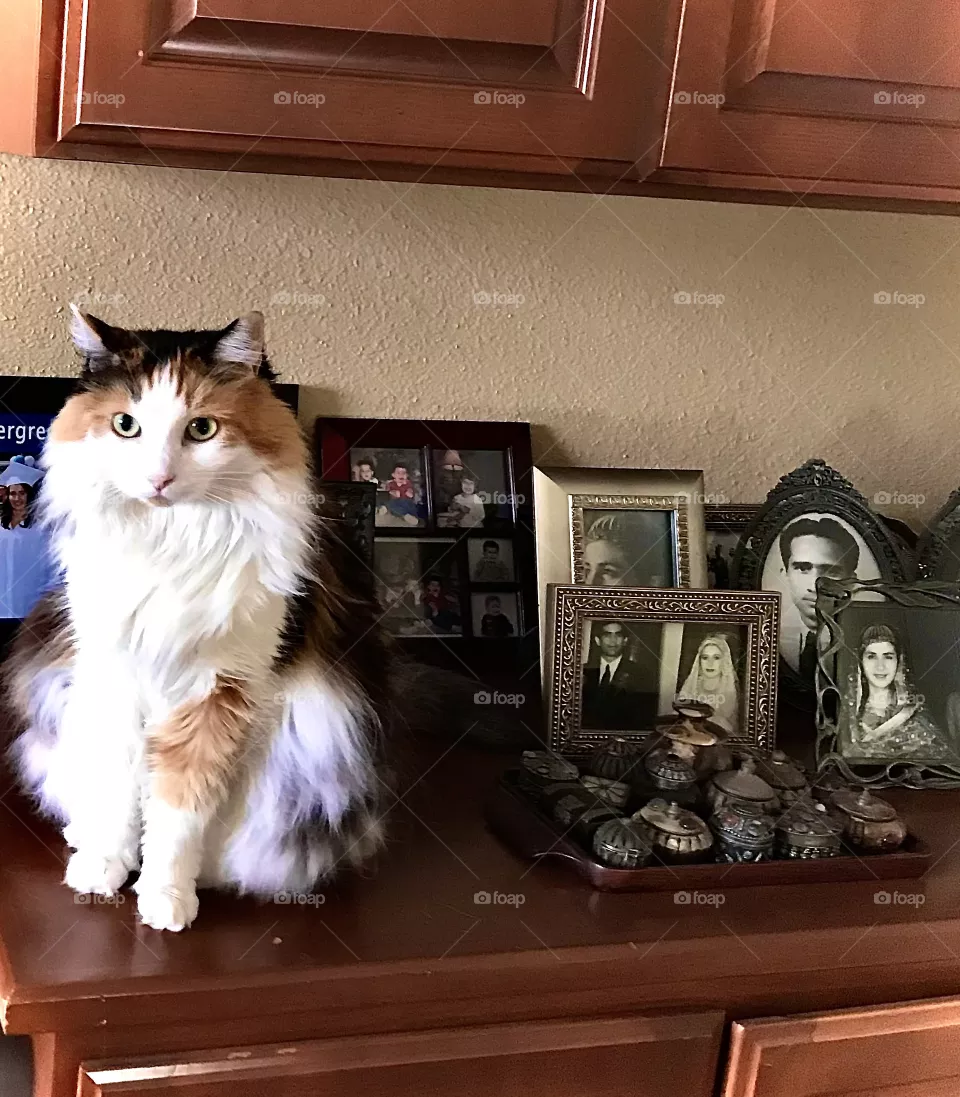 Kitty is as pretty as a picture 