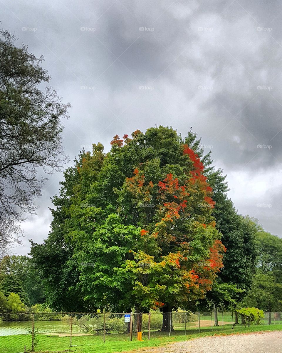 Fall 2015. Fall colors on Ohio trees