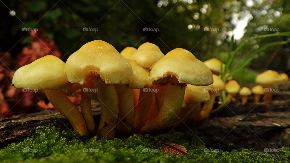 mushrooms growing on a decaying log