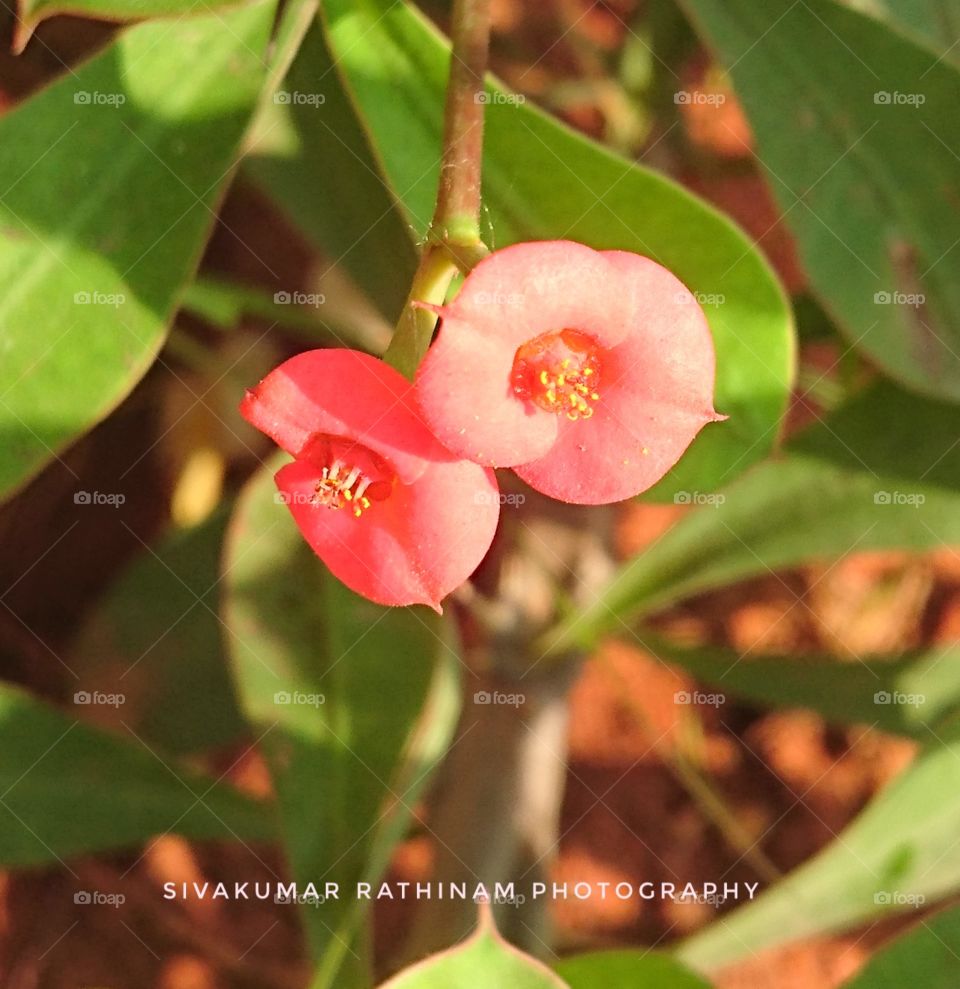 India Puducherry bharathi park red flower amazing
