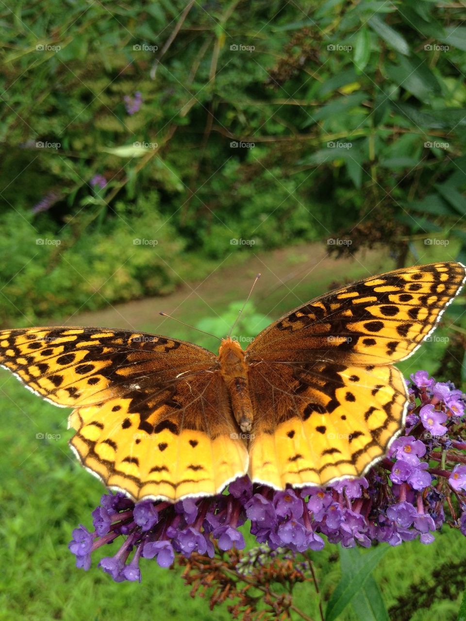 Yellow butterfly