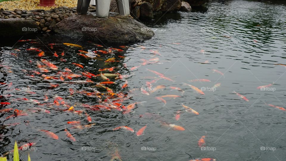 KOI fish in DUNG TAN, CAI DAN town, SONG CONG city, Viet Nam