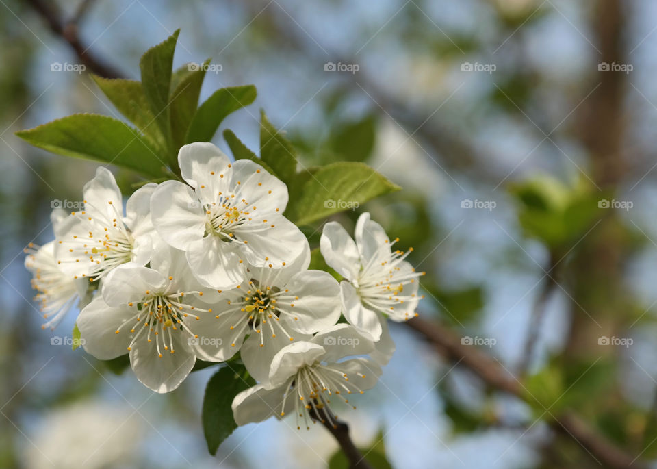White flowers 
