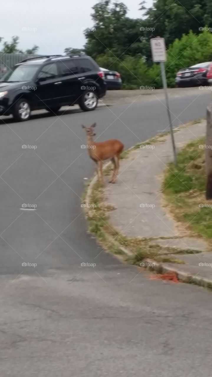 deer in town.