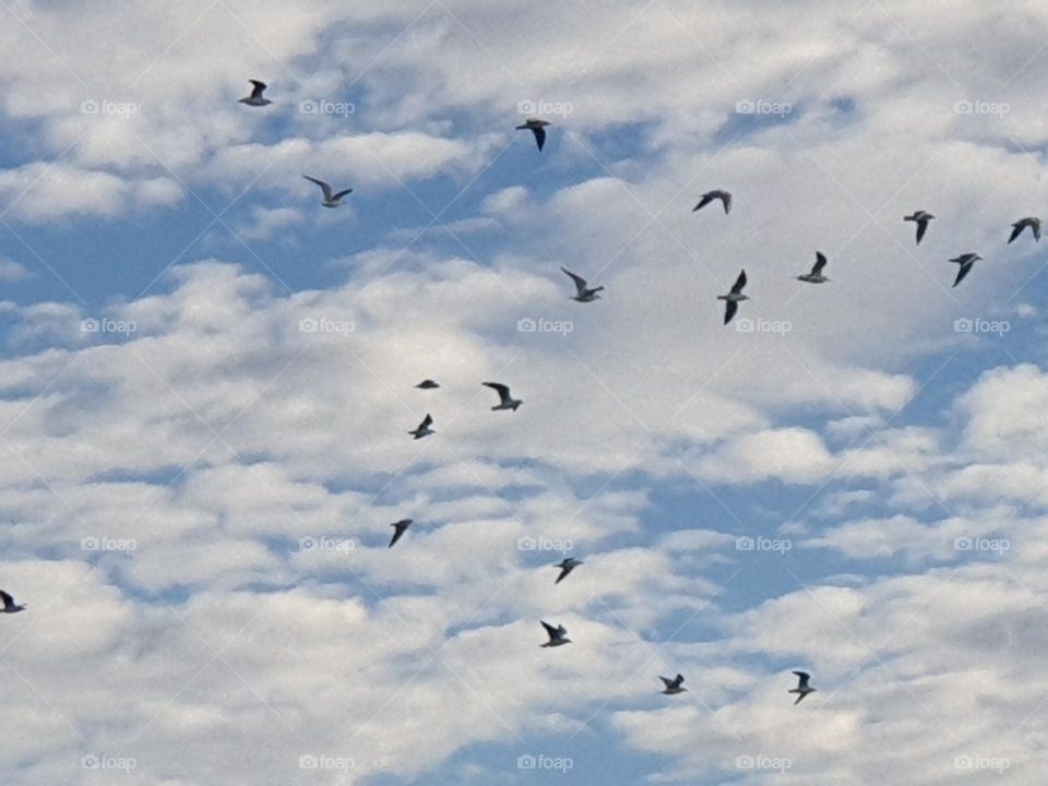 Clouds#sky#flying#birds