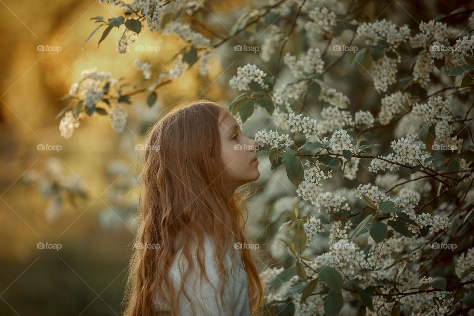 Little girl in blossom bird cherry in sunny spring  park