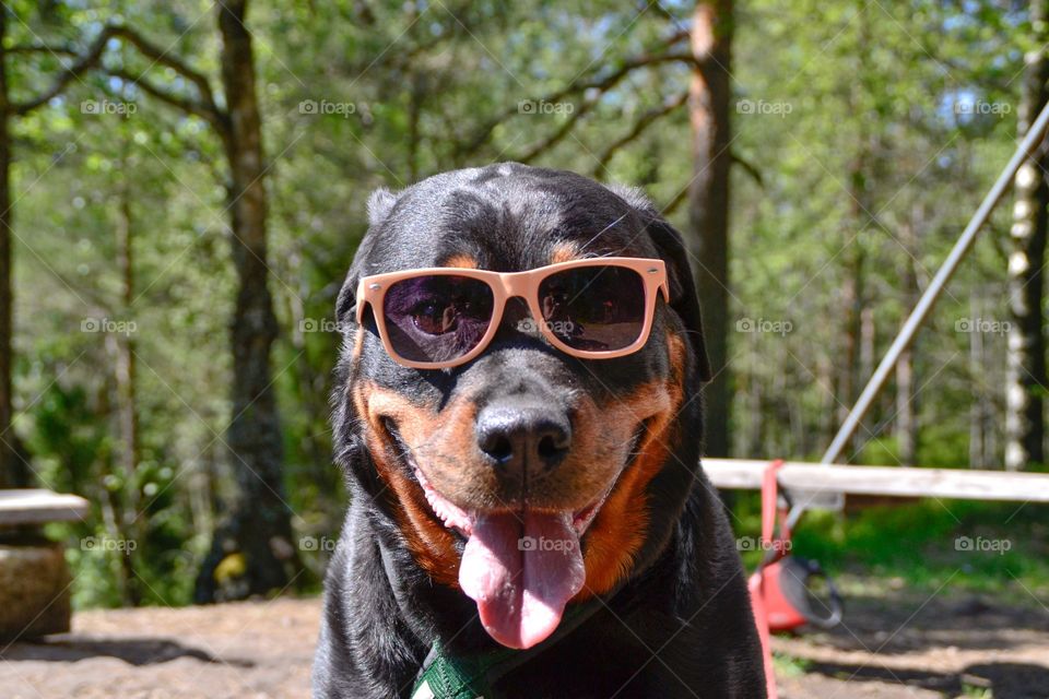 Portrait of a Rottweiler with sunglasses