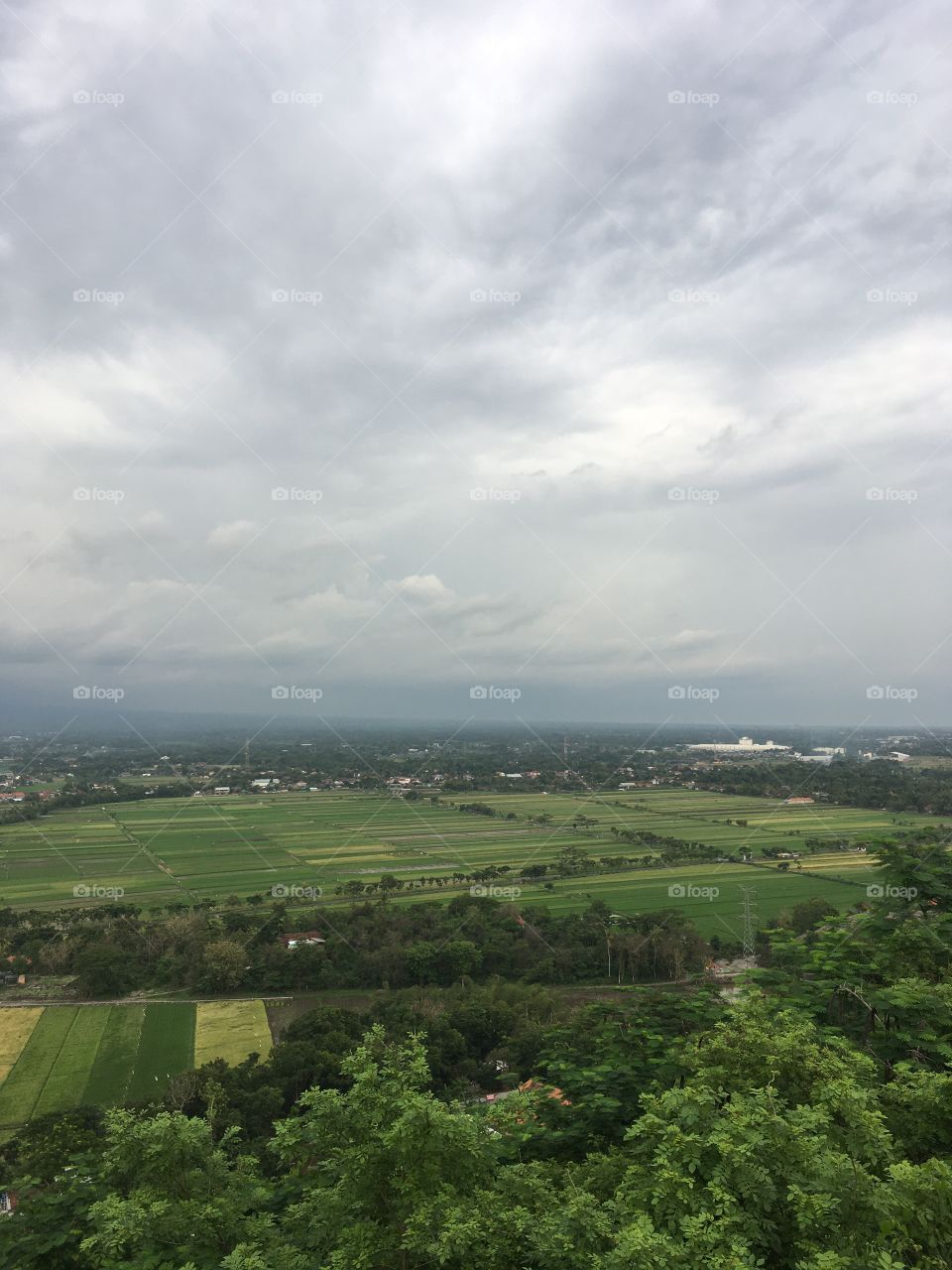 Rice fields