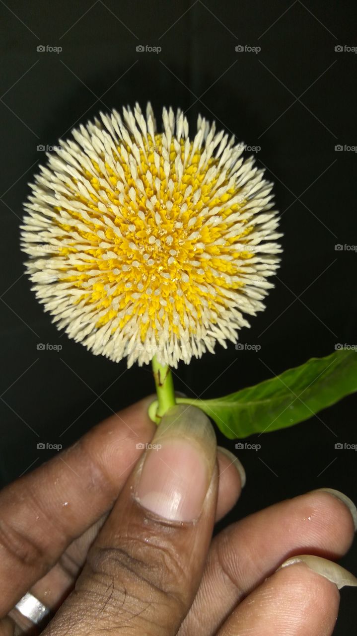 Round flower and single leaf with tough one man  look nicely