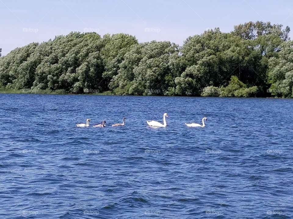 A Swan Family