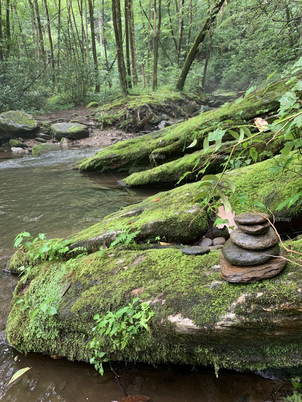 Curt’s creek, Pisgah National Forest 