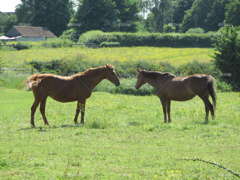 Two horses admiring each other.