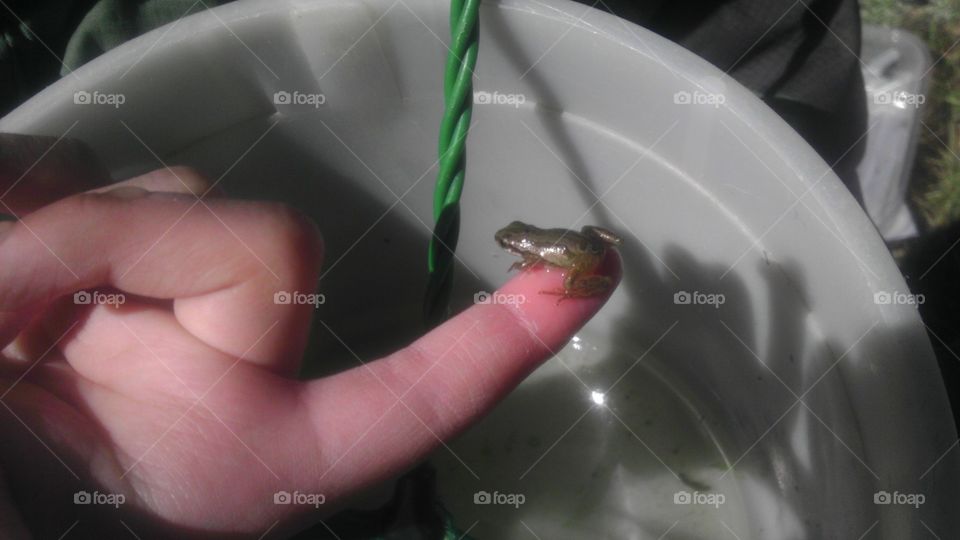Baby frog from the lake and returned it to the lake.