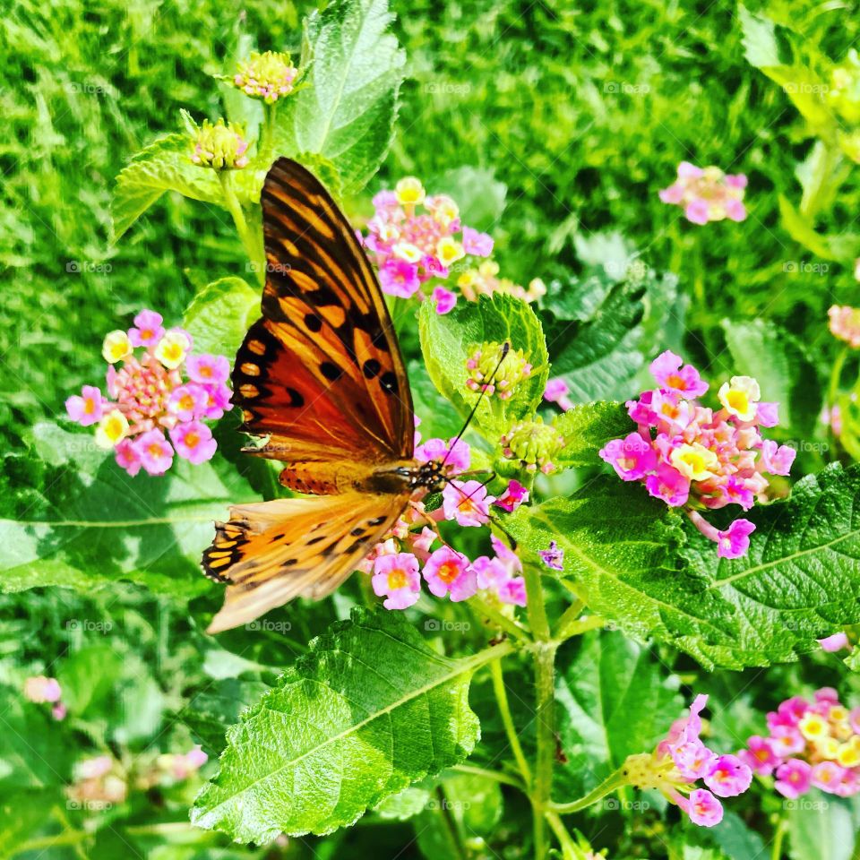 Fotografar tem sido um grande hobby!

Olhe aí a dona Borboleta, se divertindo entre as flores…