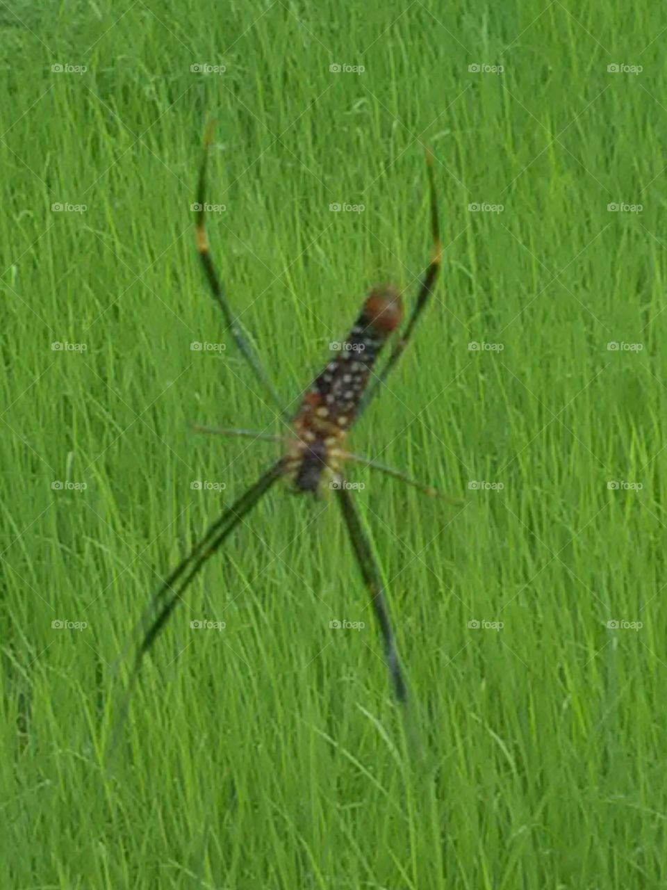 This colored spider hunt the insects by spreading a fast, beautiful but dangerous trap.