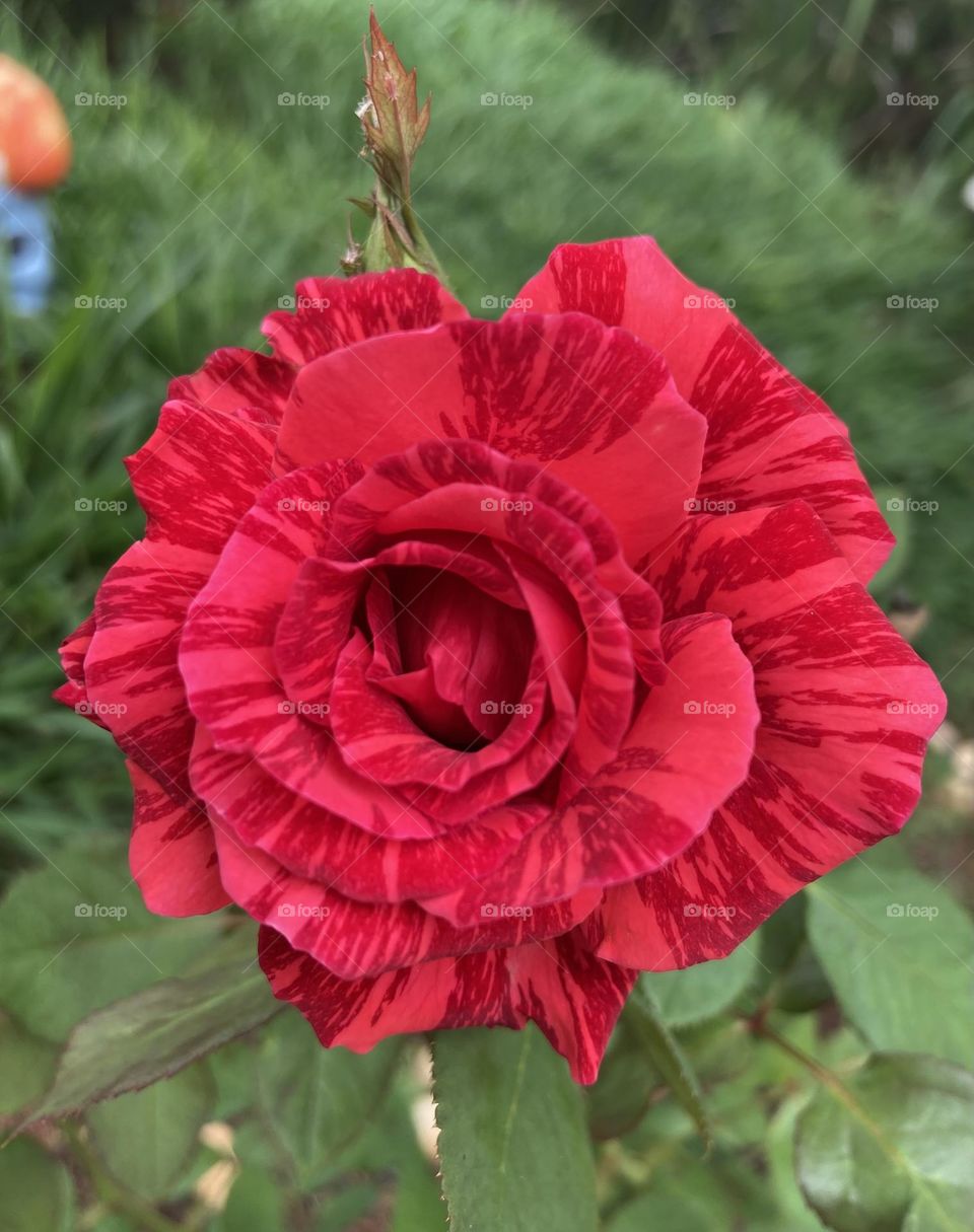 🌹 🇺🇸 Very beautiful flowers to brighten our day.  Live nature and its beauty. Did you like the delicate petals? / 🇧🇷 Flores muito bonitas para alegrar nosso dia. Viva a natureza e sua beleza. Gostaram das pétalas delicadas? 