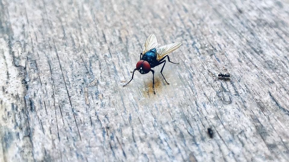 Fly n Ants