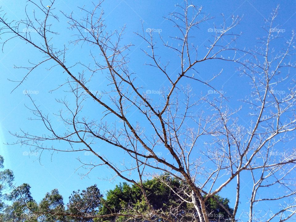 Tree in Winter,Rio dos Cedros,SC, Brazil; árvore no inverno, Rio dos Cedros SC Brasil.