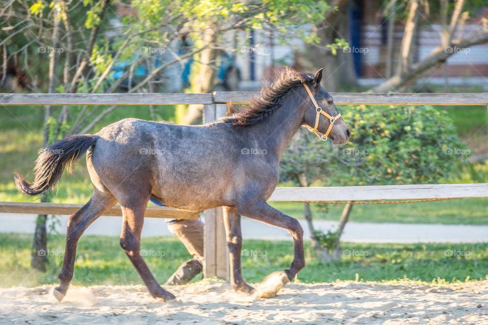 Horse Runs Gallop In A Farm
