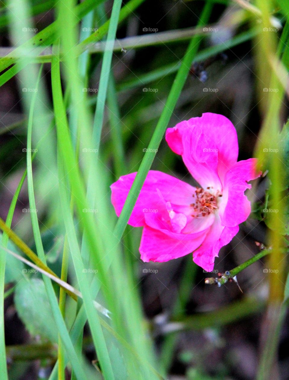 hot pink wild rose surrpunded by green.