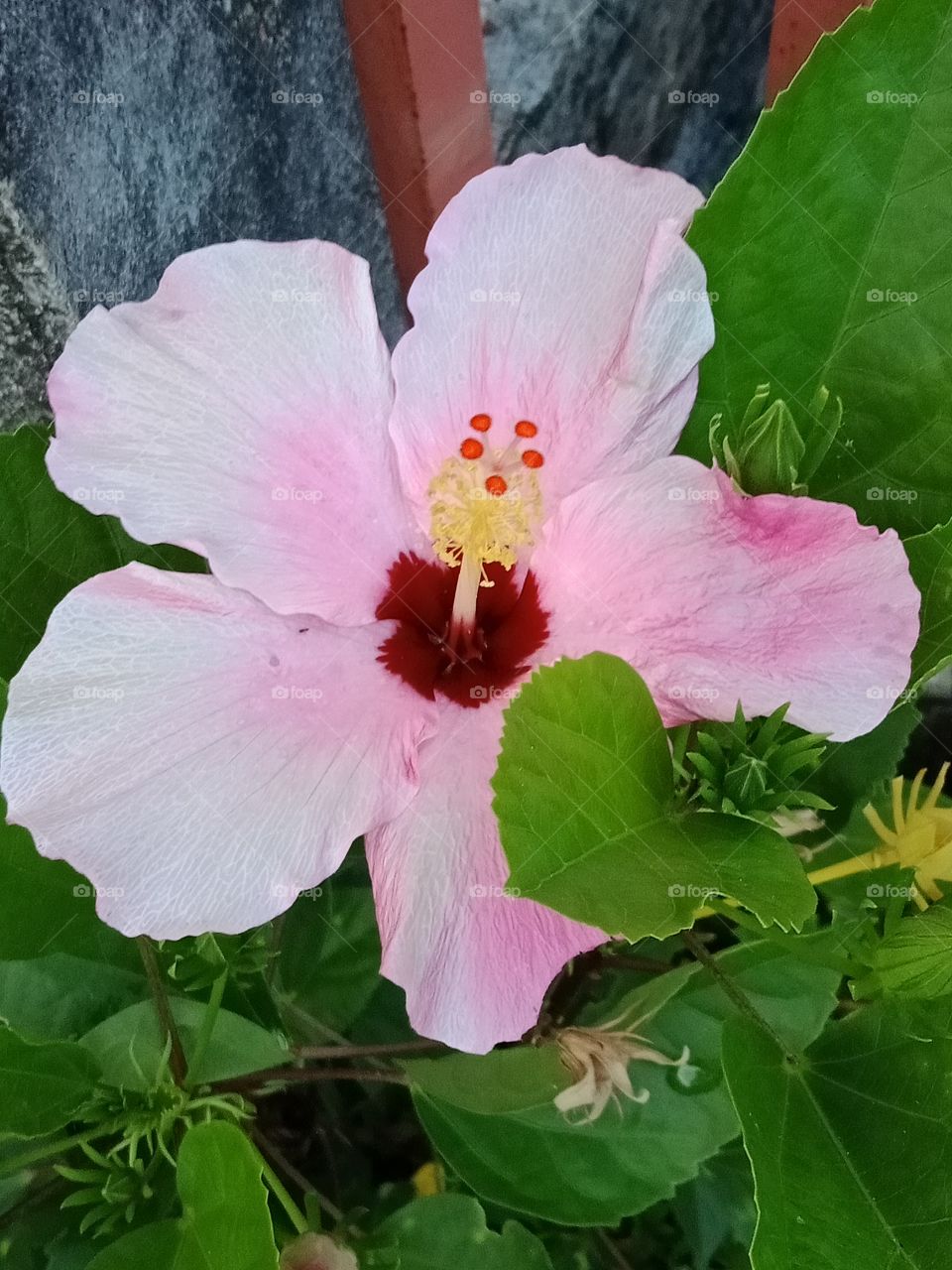 🌸 blossom flower 🌸
