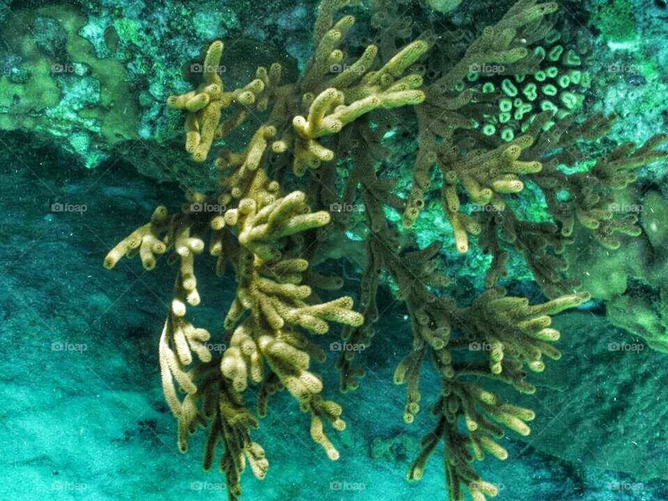 The Reef