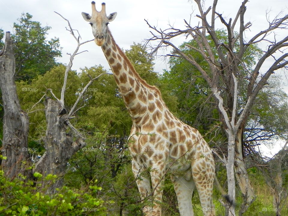 Giraffe in Botswana on safari in 2013