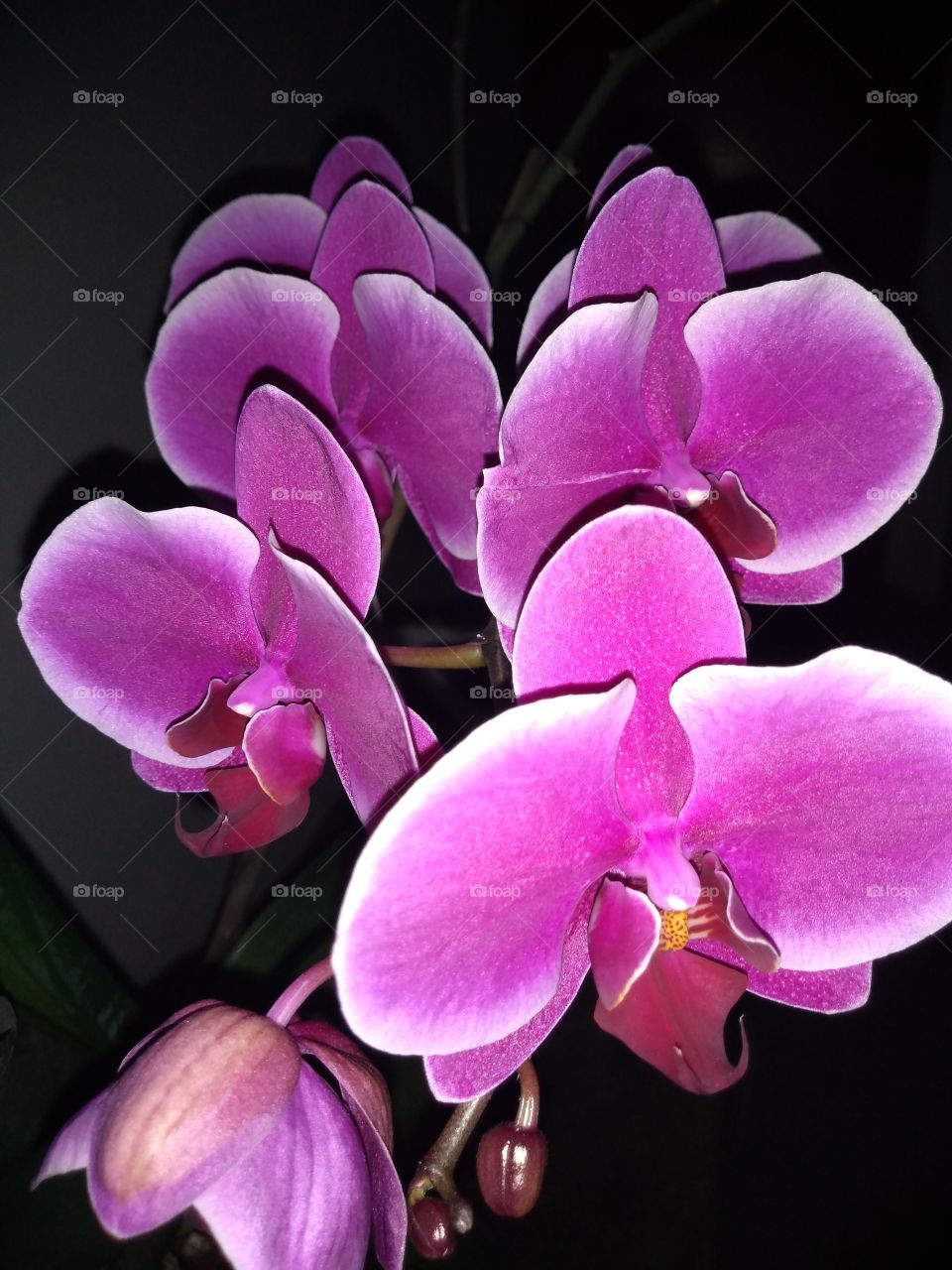 las hermosas flores de nombre orquídeas que nos regala la madre naturaleza a nosotros los humanos para que lo disfrutemos.